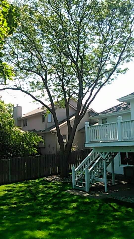 tree-trimming After picture of a tree trimmed properly in west omaha, Omaha, NE. by an Arborist