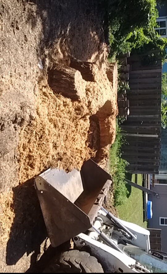 Snapchat-4826338833766521456 photo of Huge tree stump removal in Omaha. by West Omaha Tree Service. The Best Stump Removal Service in Omaha.
