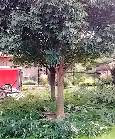 tree trimming Ash Trees Elevated and correct tree trimming in omaha performed by west omaha tree service