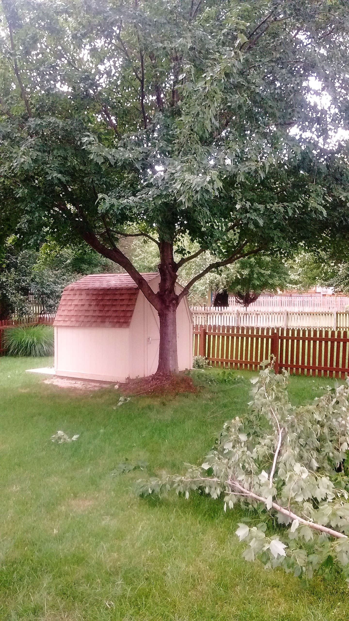 trimmed tree Tree Trimming Omaha - photo of a tree after it has been properly trimmed by an arborist.