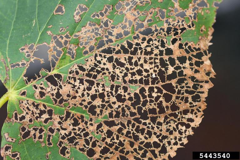 leaf damage caused by japanese beetle insects