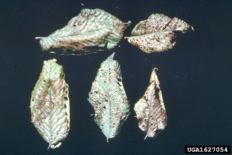 leaf damage caused by elm leaf beetle insects.