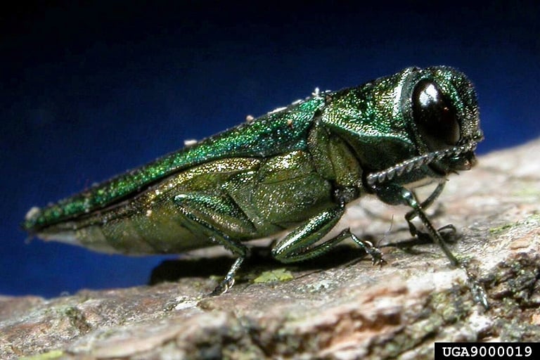 emerald ash borer insect in adult form.