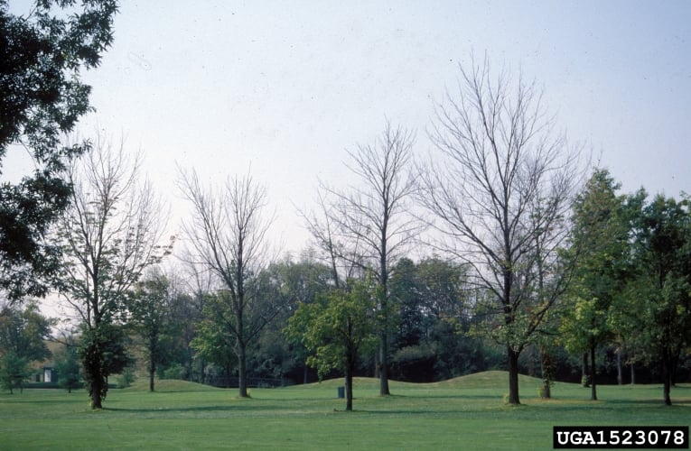 emerald ash borer damage