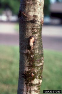 flatheaded appletree borer insect damage