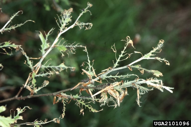 gypsy moth insect damage