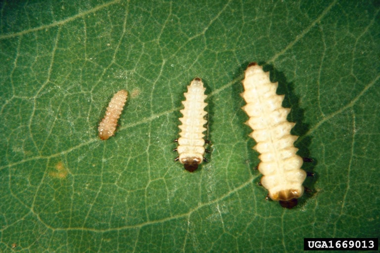 locust leafminer insect in larva form.