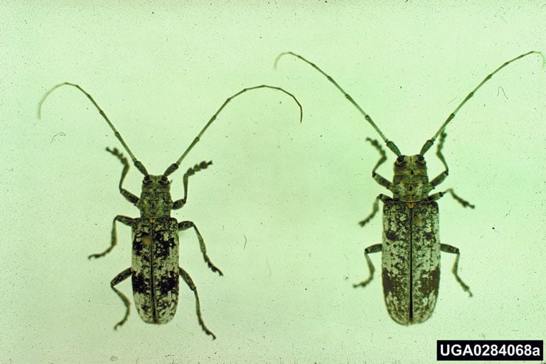 white oak borer insect in adult form.