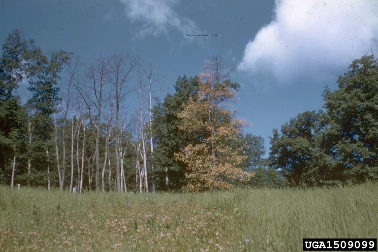 oak wilt 2 Oak tree with oak wilt disease.