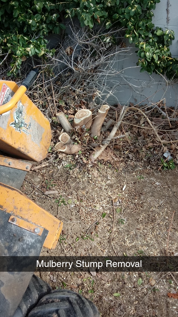Snapchat-1501100190 Stump removal omaha, stump grinding omaha, services on stump removal in Omaha, Nebraska.