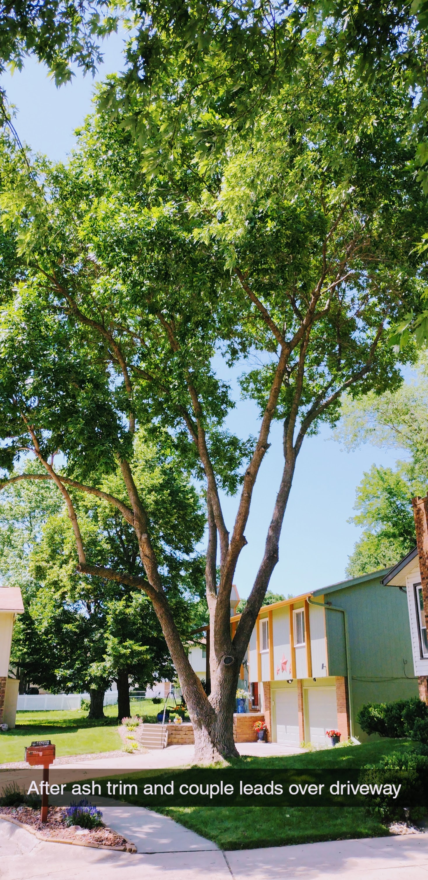 Beautiful Ash Tree Trim (after) - West Omaha Tree Service - tree trimming omaha Ash tree trimmed / tree trimming of ash tree in Omaha, NE by West Omaha Tree Service. Performed by certified Arbrorist.