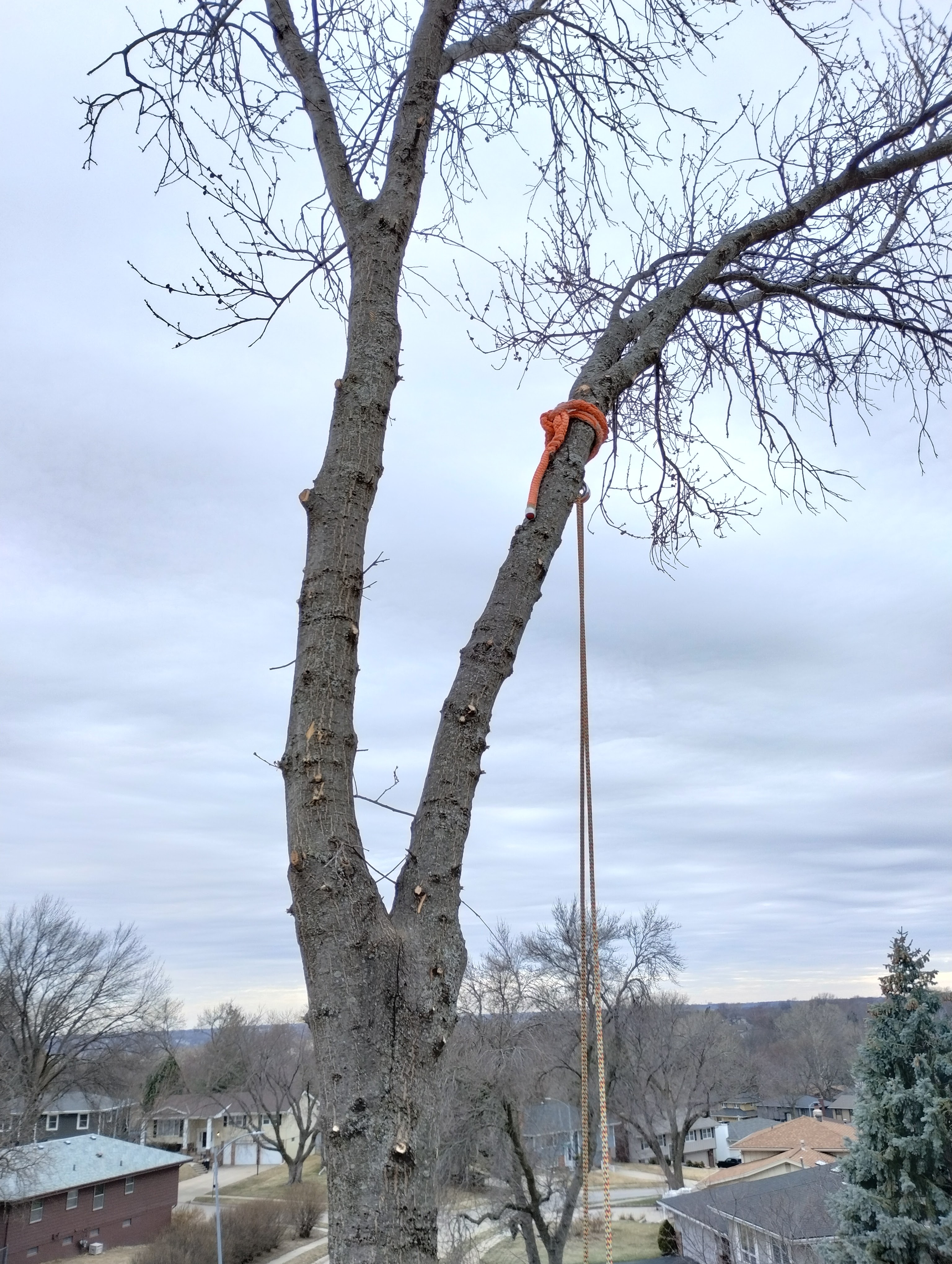 Tree Removal Omaha - background picture of tree. Tree Service Omaha background picture showing tree rigging for tree removal Omaha by West Omaha Tree Service. Tree service provider in Omaha, Nebraska.